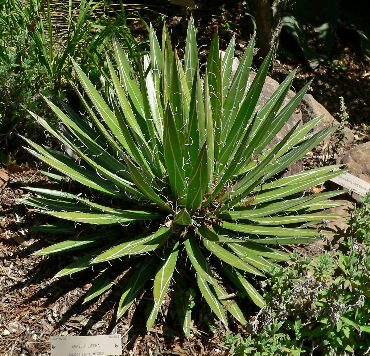 Agave_filifera_2.jpg