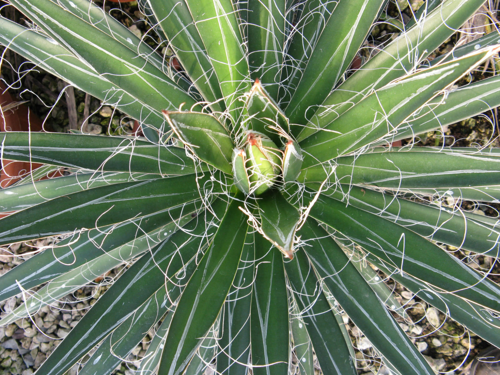 Agave-filifera-Thread-Leaf-Agave2.jpg