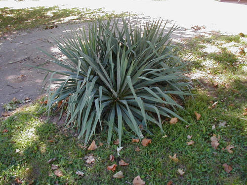 Floppy_Yucca1.JPG