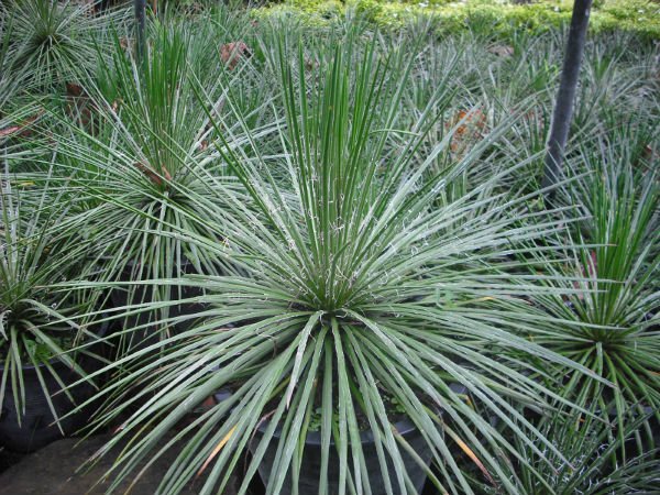 Agave-Geminiflora.jpg