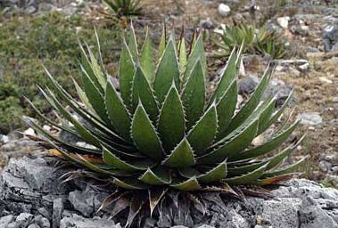 Agave-horrida-v.-perotensis.jpg