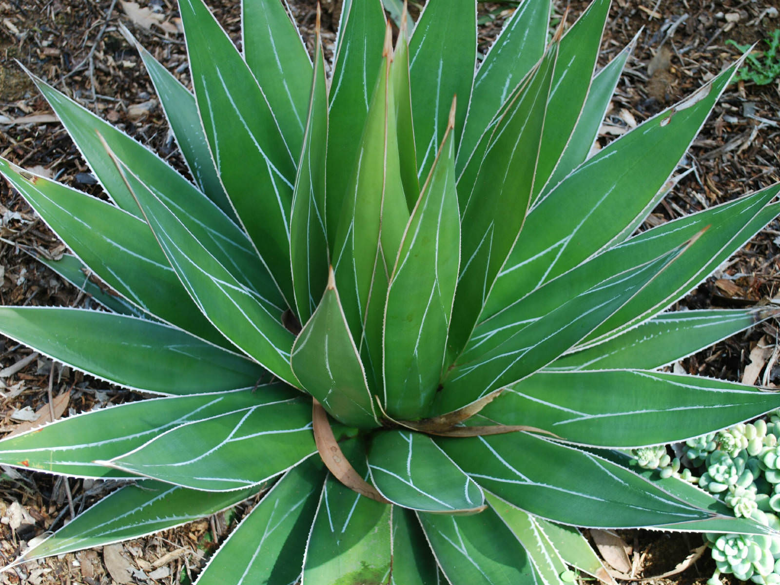 Agave-impressa.jpg