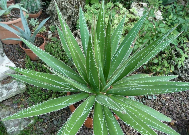 Agave_impressa_27186_l.jpg