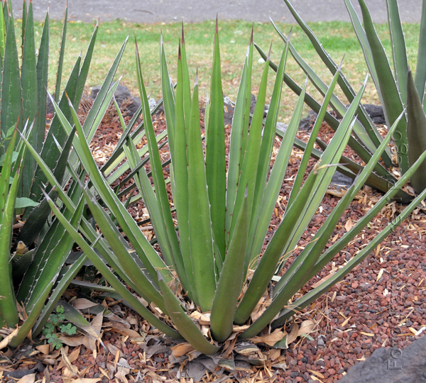 agave lechuguilla1.jpg