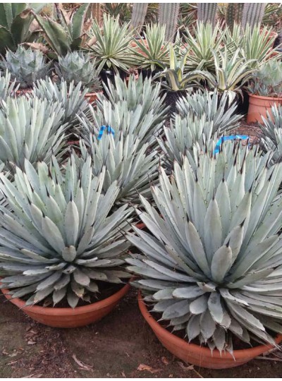 agave-macranta.jpg