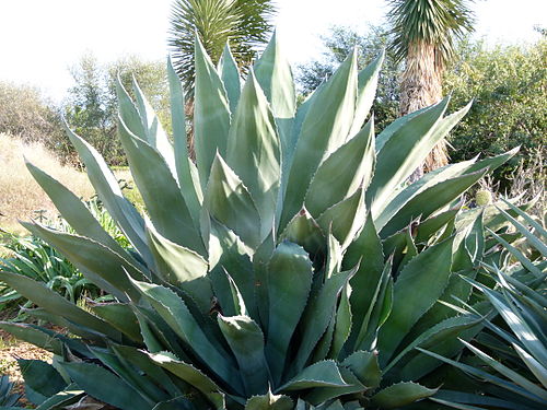 500px-Agave_marmorata.JPG