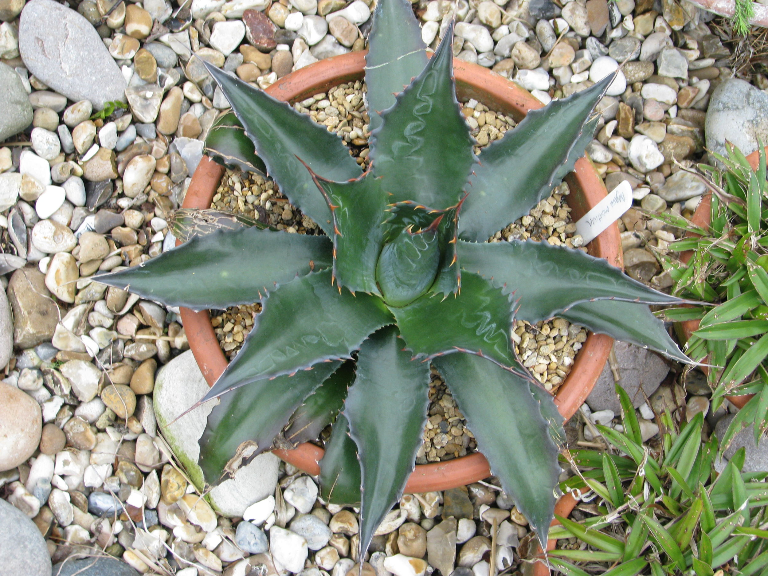 Agave_montana.jpg