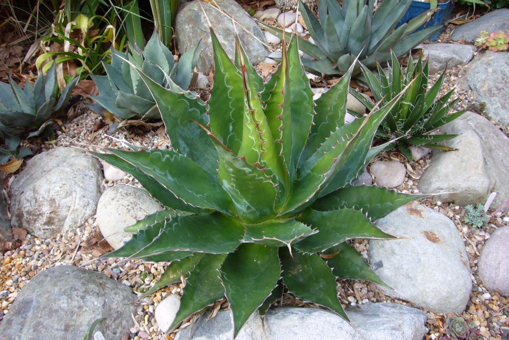 agave-montana-front-03-apr12.jpg