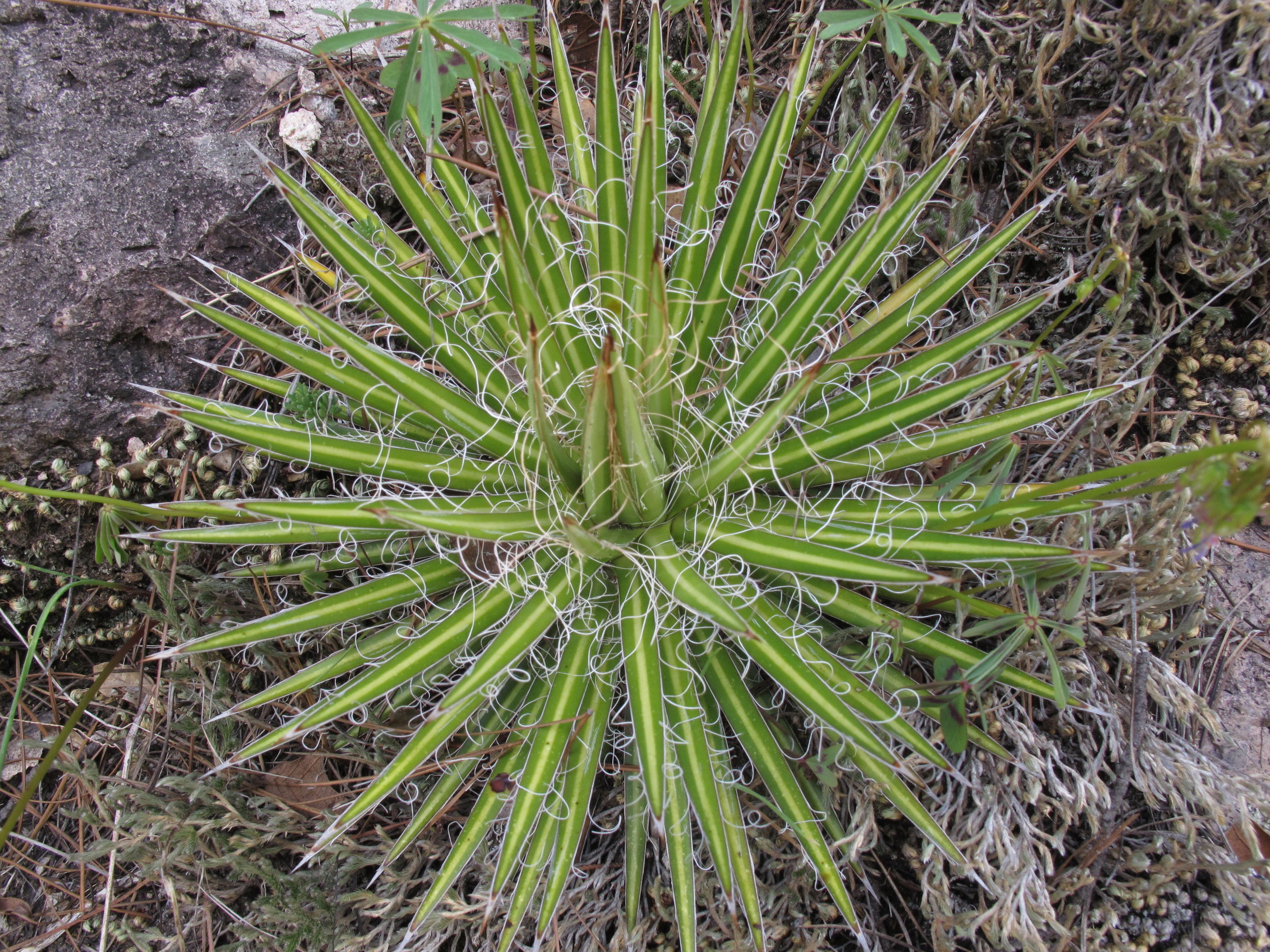 07062010-05-Agave-multifilifera-at-Basaseachi-Falls-06.jpg