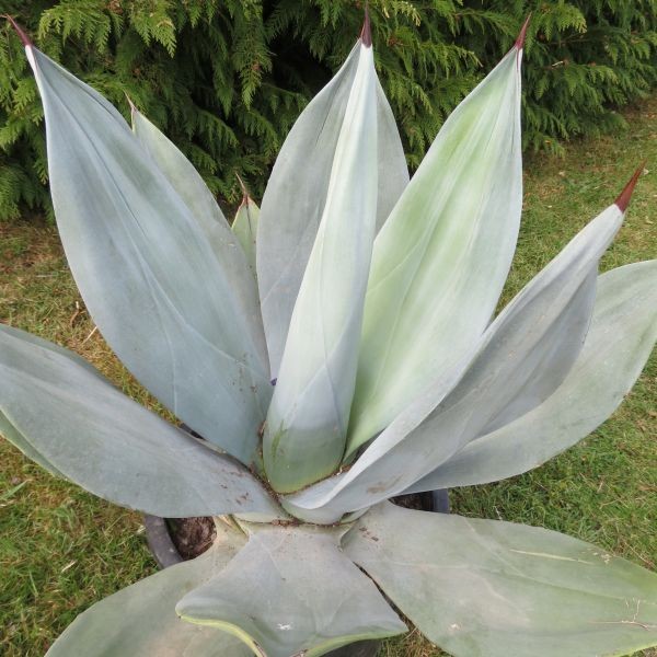 agave-neglecta.jpg