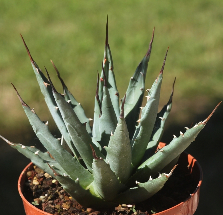 Agave_nevadensis_18125_l.jpg