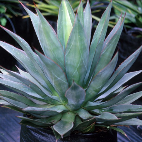 agave_agave_obscura1.jpg