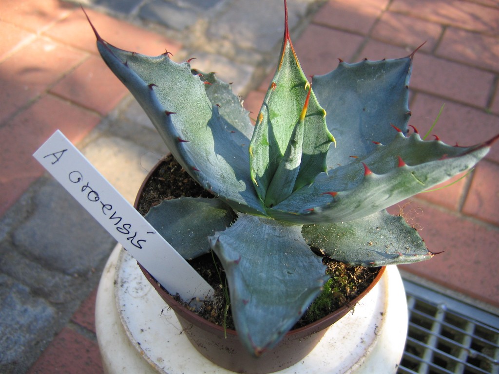 Agave oroensis 20050905.jpg