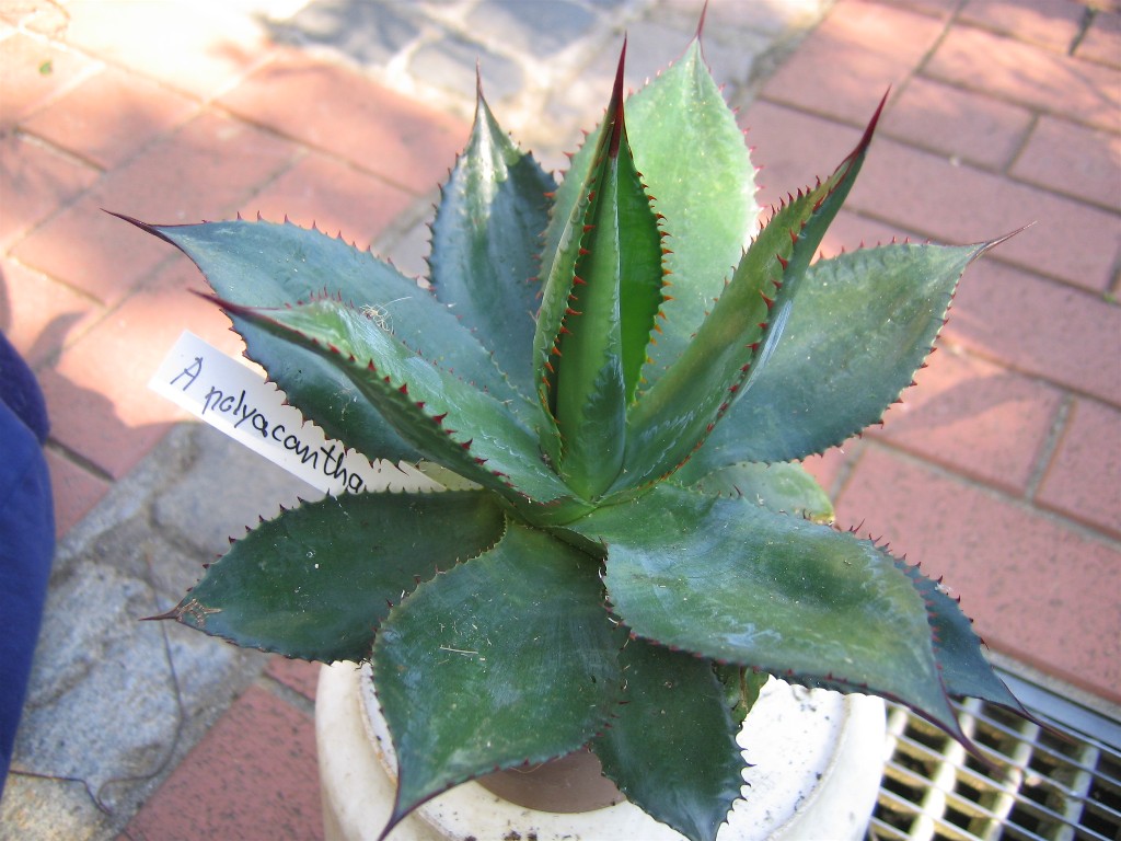 Agave polyacantha 20050905.jpg