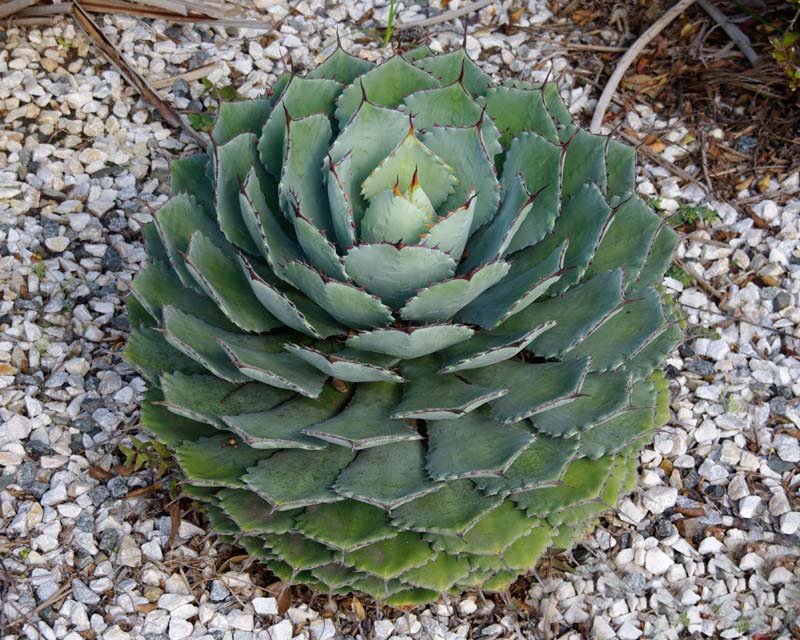 Agave-Potatorum.jpg