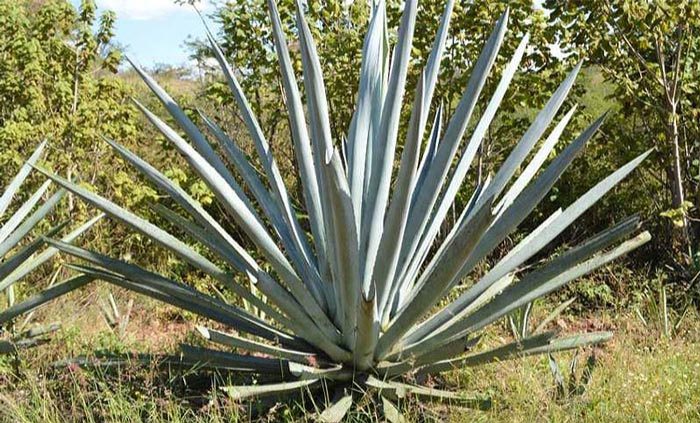 Mezcal-0000023-Agave-Arroqueno.o.jpg