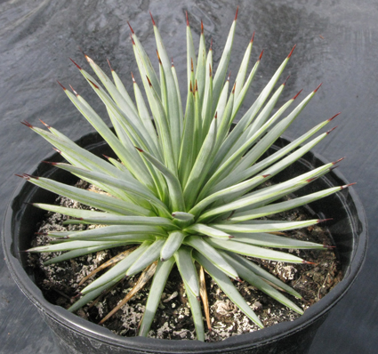 agave_rzedowskiana.jpg