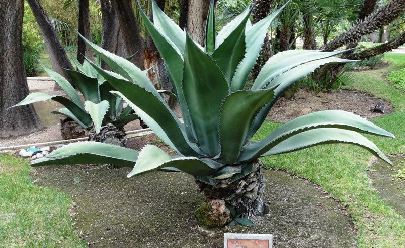 Agave-salmiana-Otto-ex-Salm-Dyck-var.-ferox-(K.Koch)-Gentry-307993.jpg