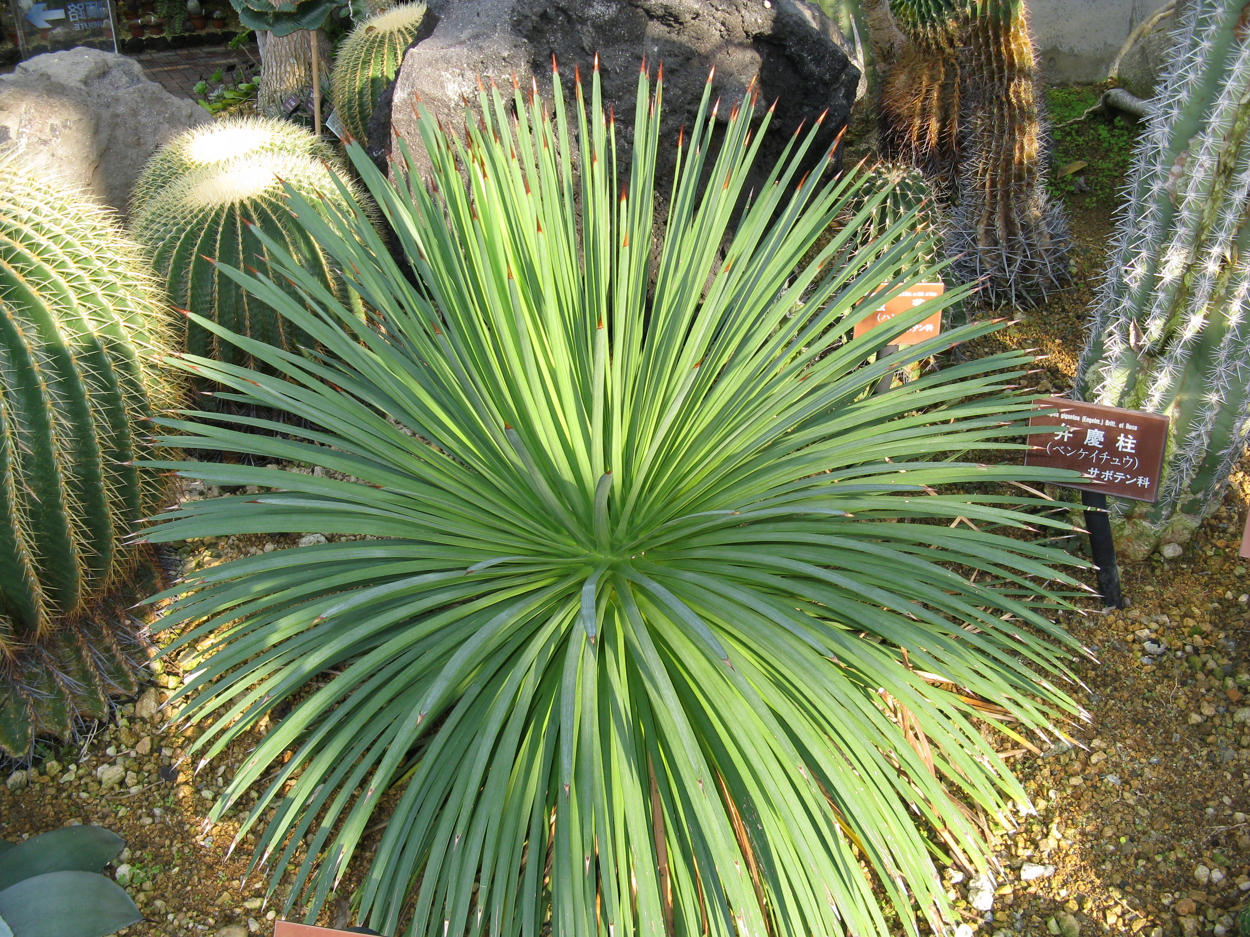 Agave_stricta_3.jpg