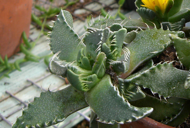 faucaria377.jpg