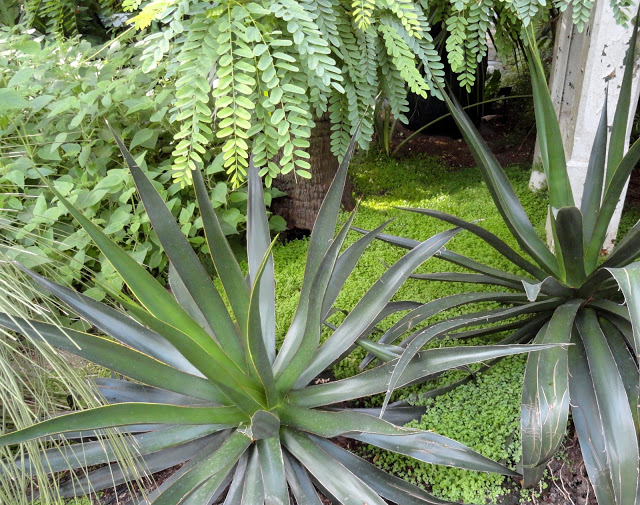 Kew Temperate House 141 Agave toneliana.JPG