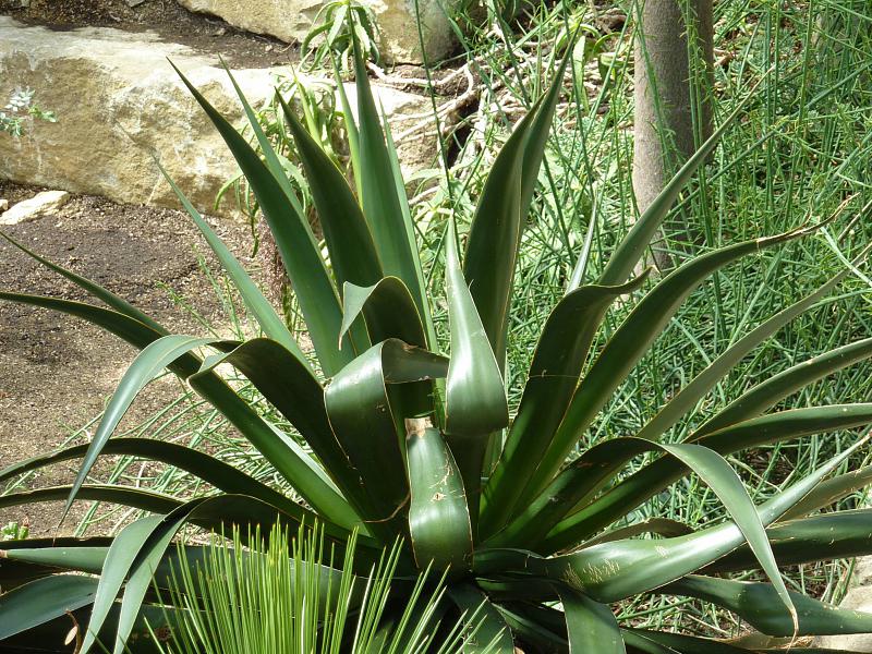 agave toneliana.jpg