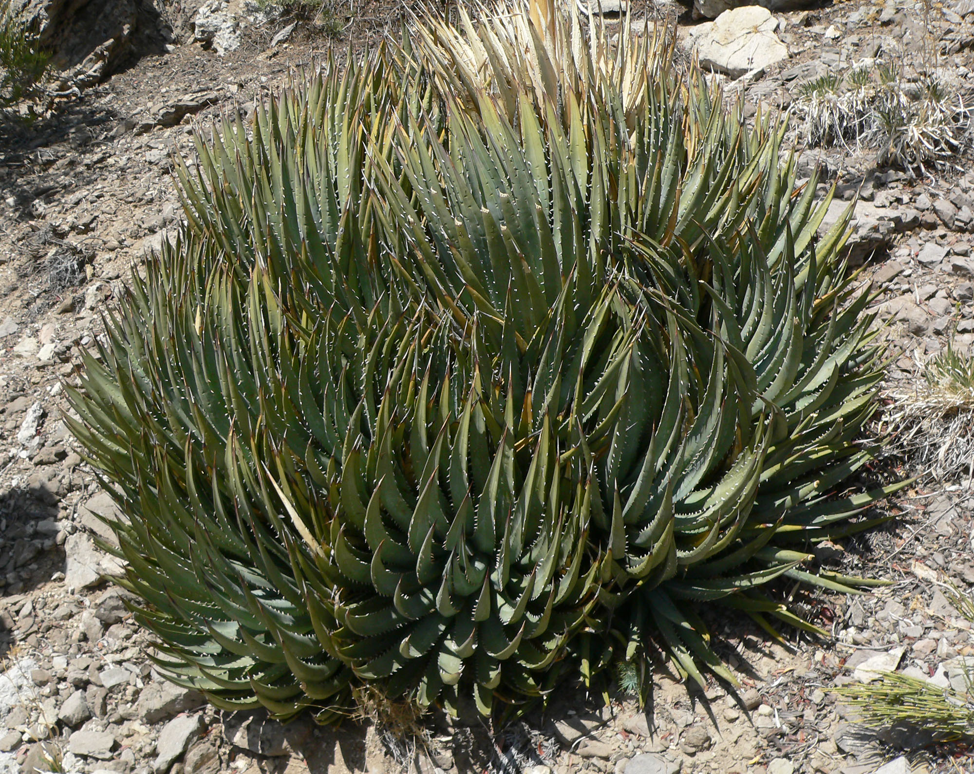 Agave_utahensis_28.jpg