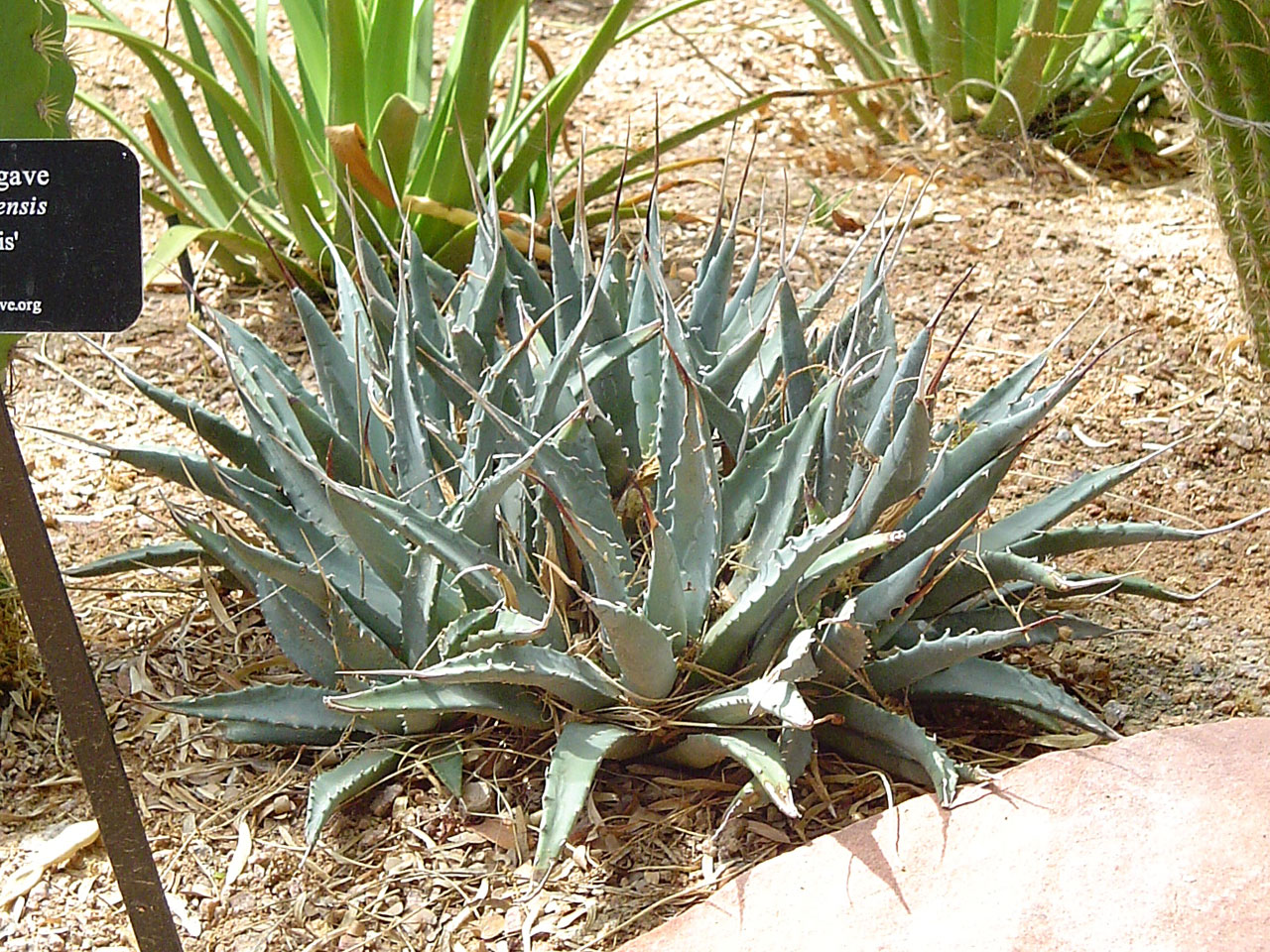 Agave-utahensis-nevadensis-001.jpg