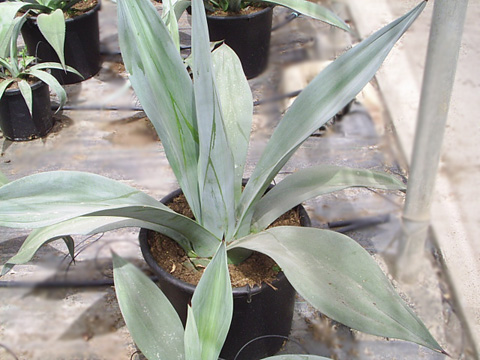 agave-vernae-2.jpg