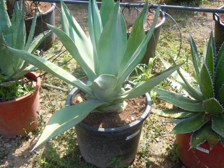 AGAVE_VERNAE_501bebf5875f8.jpg