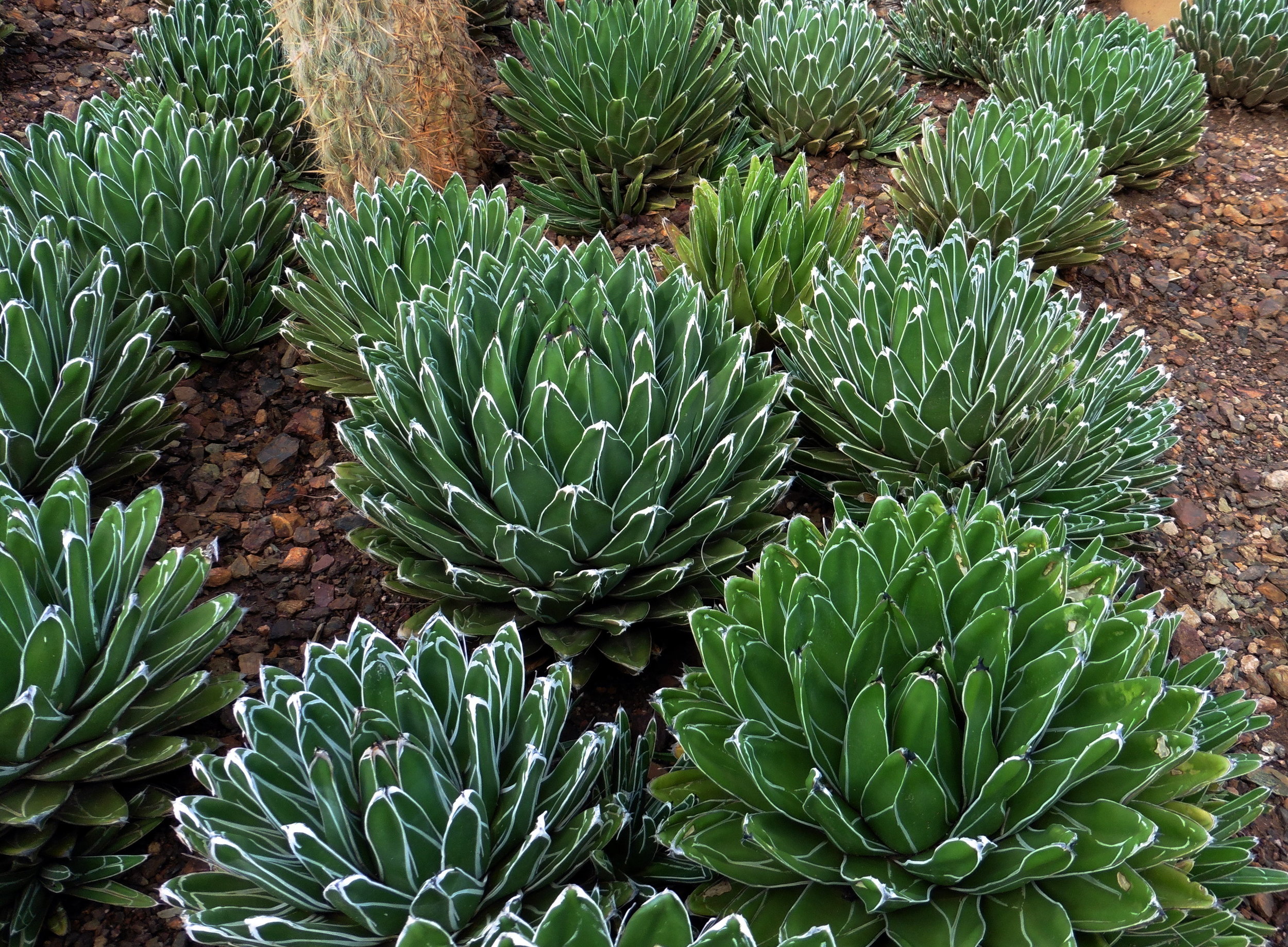 Agave victoriae-reginae3.JPG