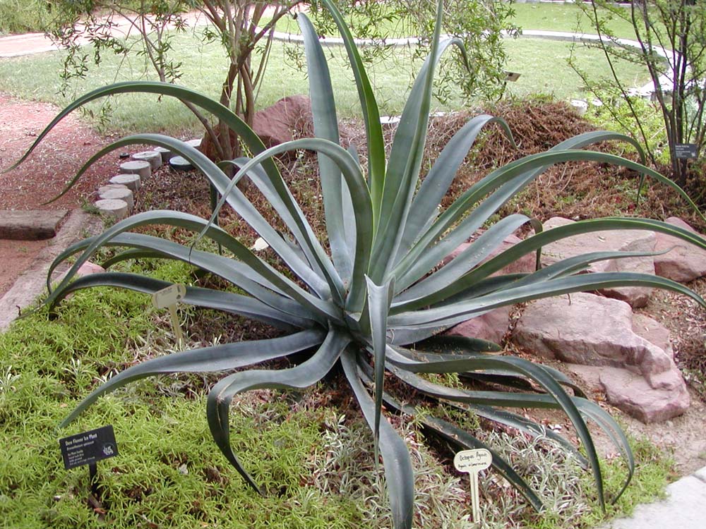 Agave_vilmoriniana_2.jpg