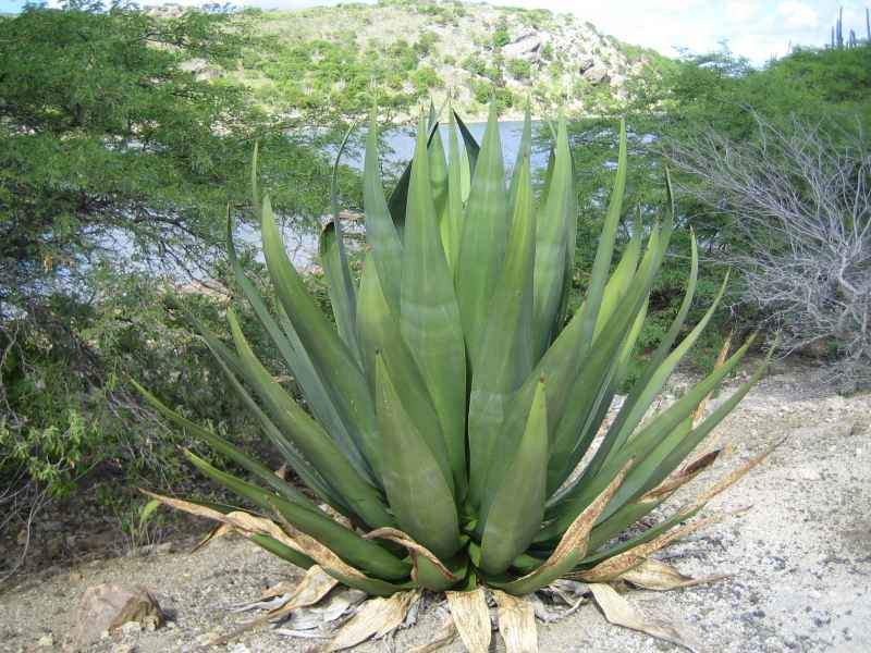 Agave vivipara-06- 088.JPG