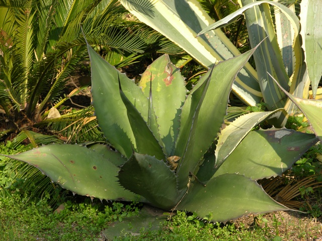 agave-parrasana-00001.jpg