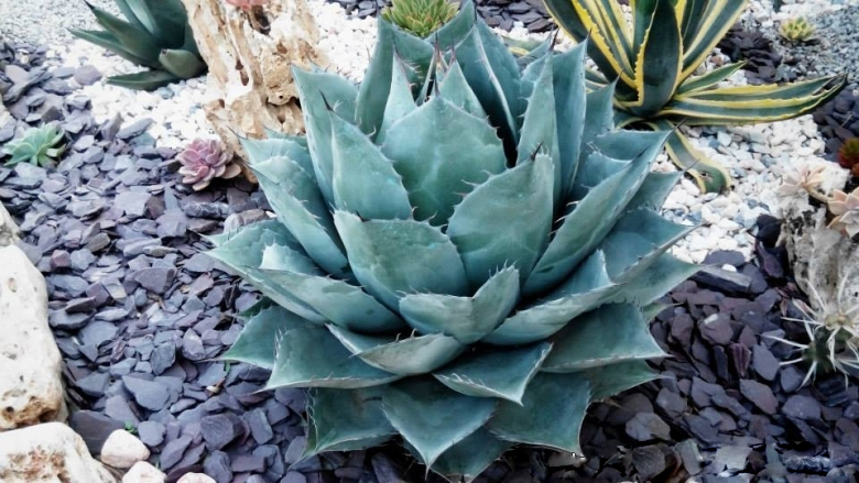 Agave_wislizeni_subs._parrasana_27150_l.jpg