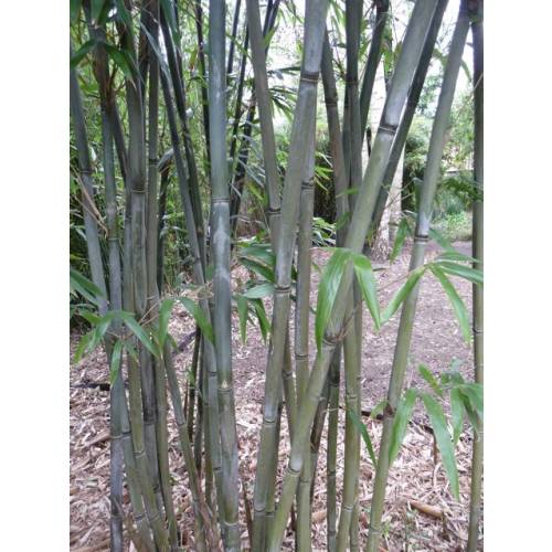 bamboo-bashania-fargesii_UK_500_0007162.jpg