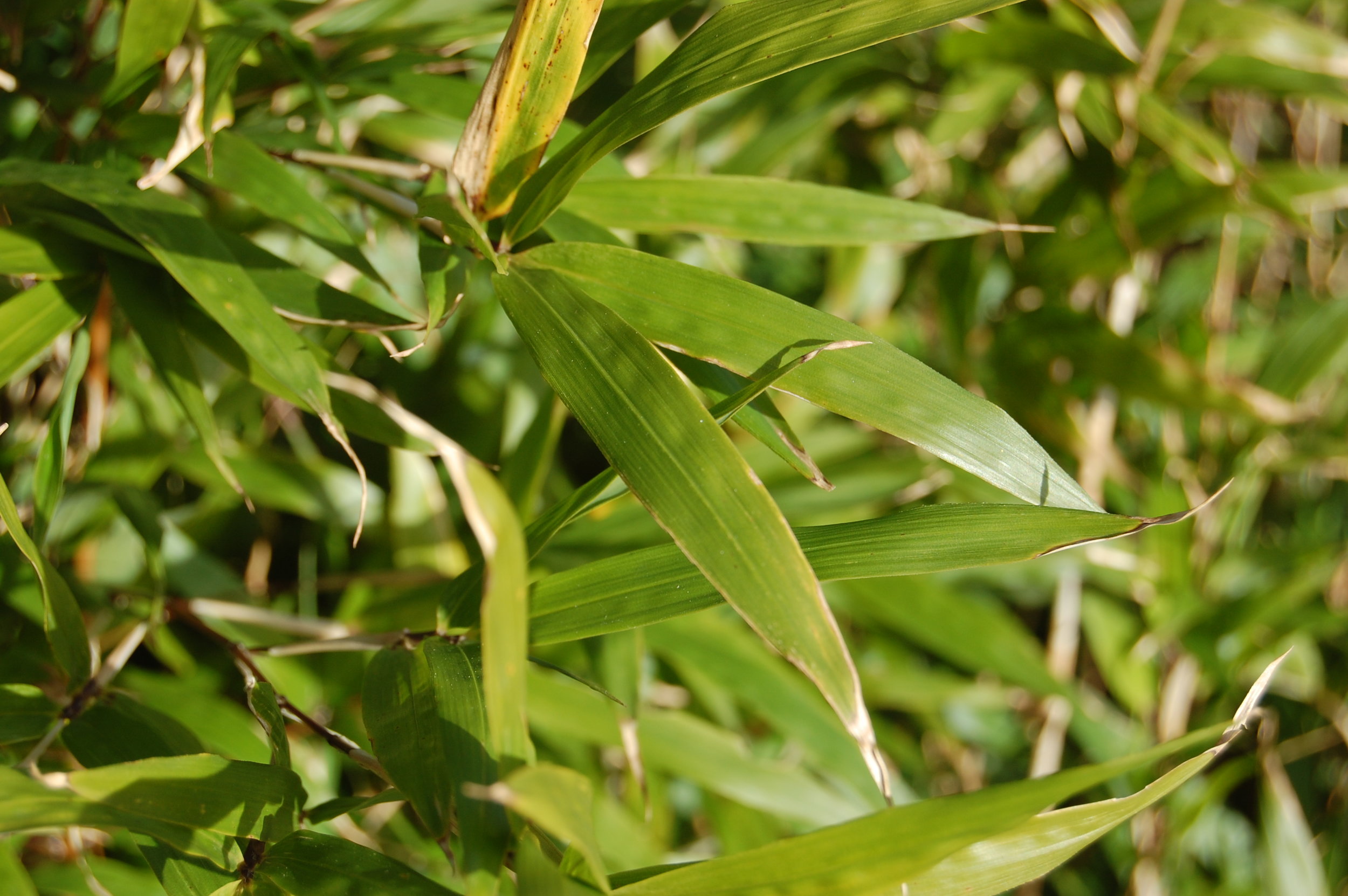 chimonobambusa-marmorea-leaf.jpg