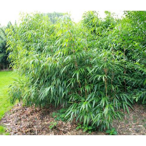 bamboo-chimono-quadra-tatejima_UK_500_0007437.jpg