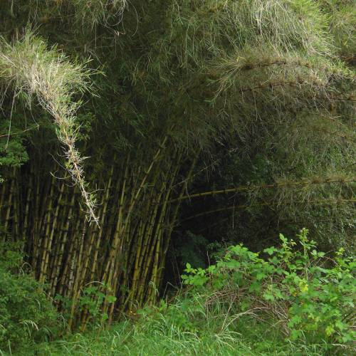 bambu-chusquea-couleou_ES_500_0002634.jpg