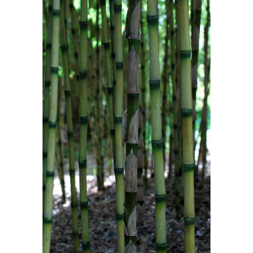 bambu-chusquea-couleou_ES_500_0003396.jpg