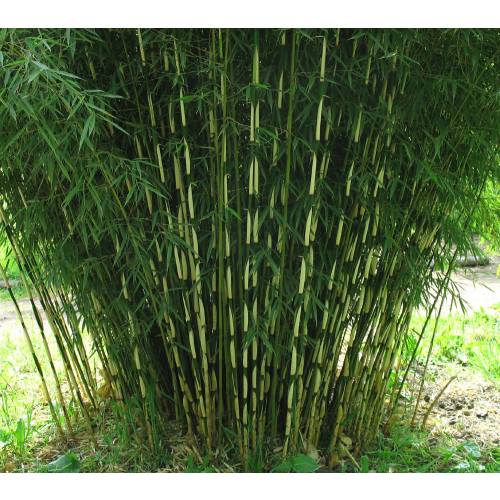 bambu-fargesia-robusta-pingwu_ES_500_0002246.jpg