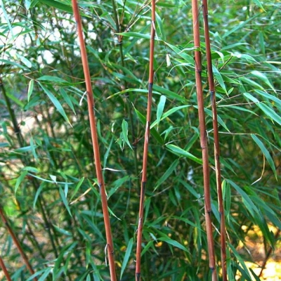 Asian Wonder bamboo.jpg