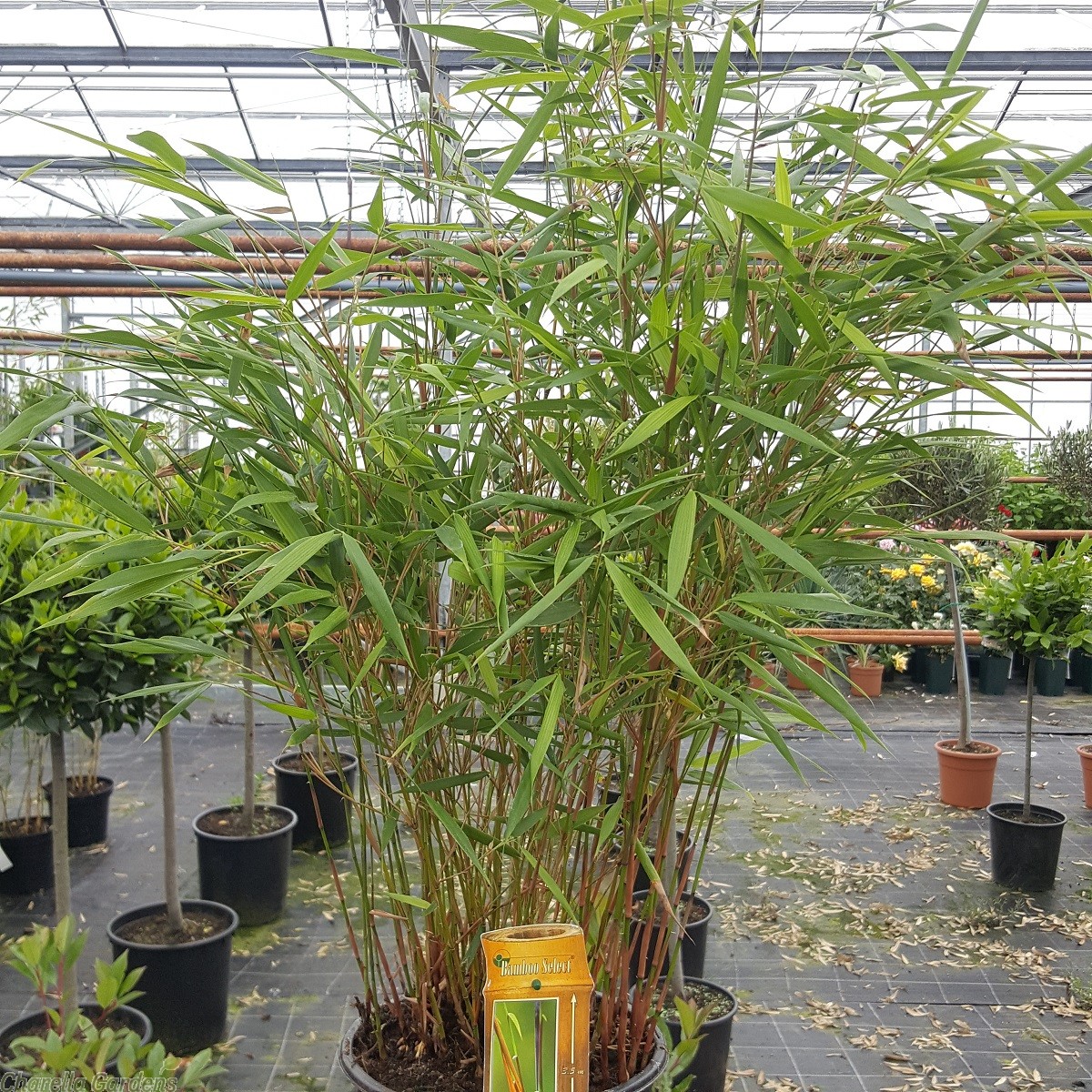 asian_wonder_bamboo._bamboo_fargesia_scabrida_1__1.jpg