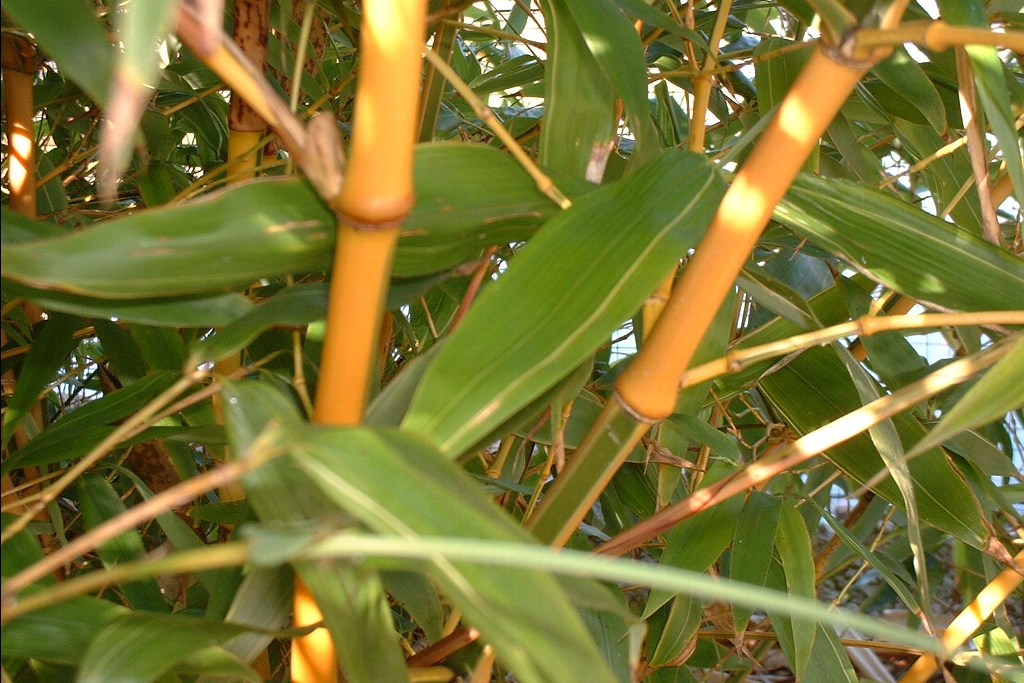 3432-Phyllostachys-bambusoides-Castillonis.jpg