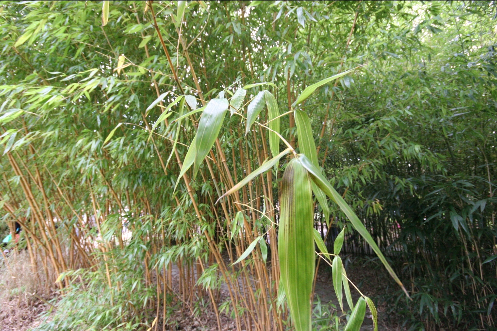 2195-Phyllostachys-bambusoides-Castillonis.jpg