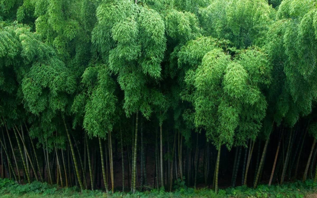 bamboo-bambu-gigante-moso-mao-pack-semillas-guia-D_NQ_NP_458511-MLC20595988250_022016-F.jpg