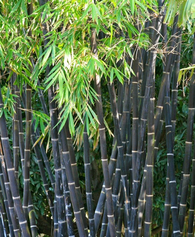 bambú-palo-negro.jpg