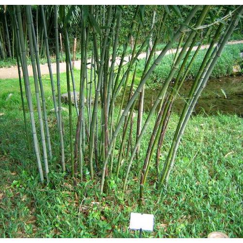 bamboo-phyllostachys-nuda-localis_UK_500_0007167.jpg
