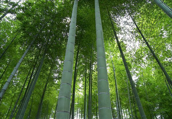 moso-bamboo-china-bamboo.png