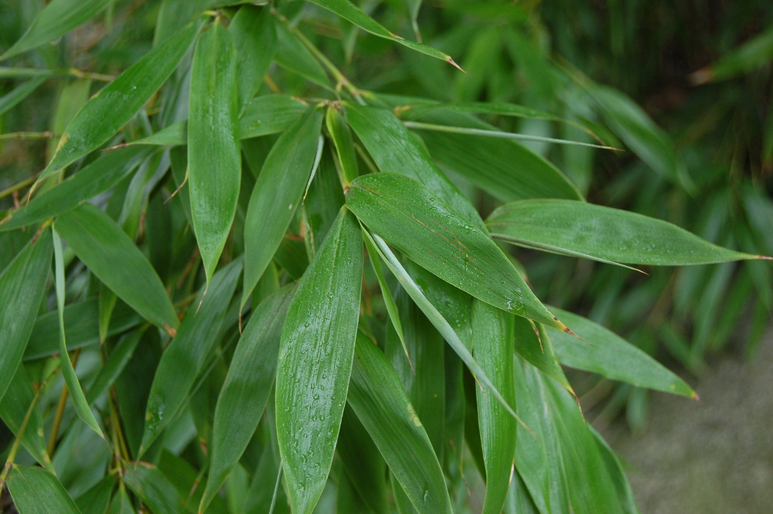 phyllostachys-viridiglaucescens-leaf.jpg